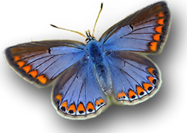 IcarusNET